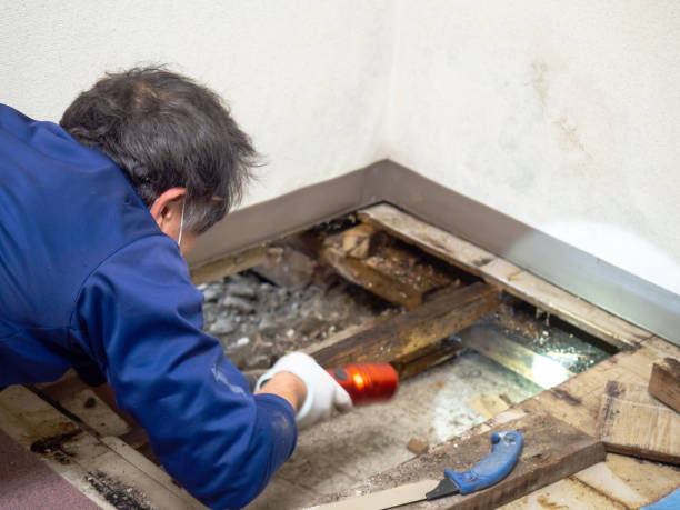 Best Kitchen Mold Remediation in Chicago, IL