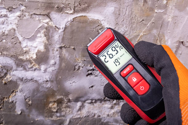 Best Post-Flood Mold Remediation in Chicago, IL