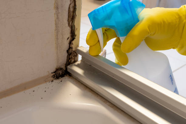 Best Bathroom Mold Remediation in Chicago, IL