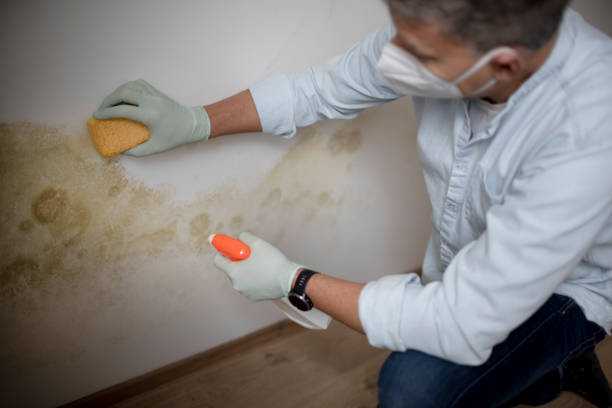 Best HVAC Mold Remediation in Chicago, IL
