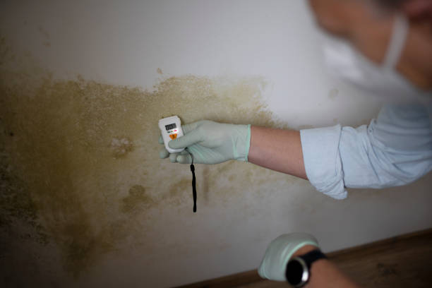 Best Health and Safety Mold Remediation in Chicago, IL