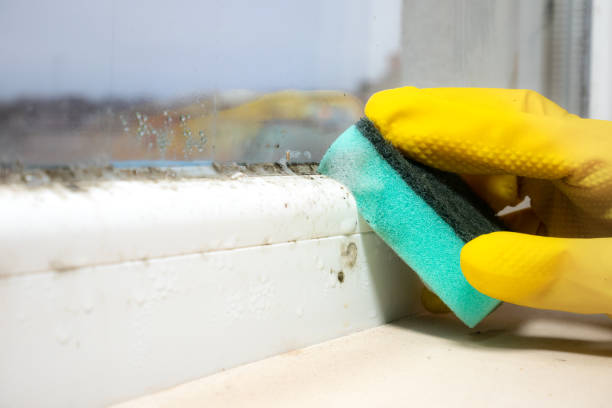 Best Industrial Mold Remediation in Chicago, IL