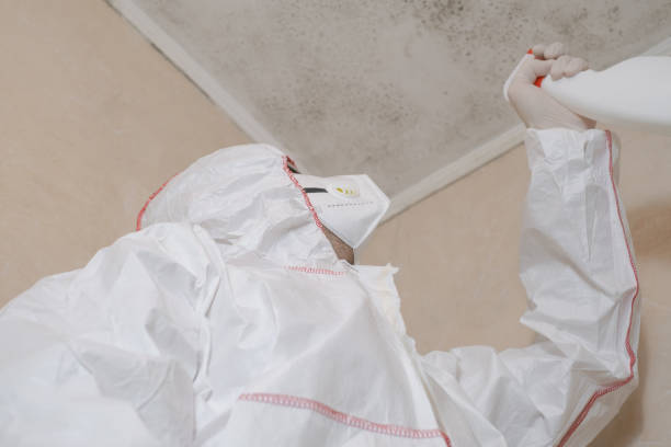 Best Commercial Mold Remediation in Chicago, IL