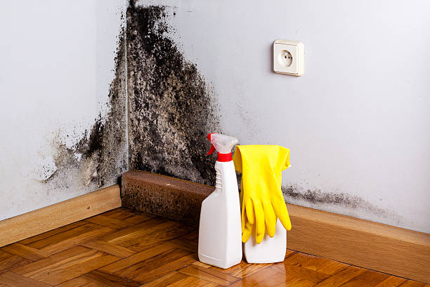 Best Residential Mold Remediation in Chicago, IL